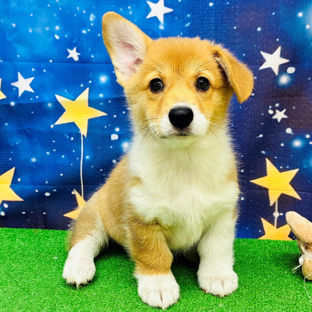 愛知県のウェルシュコーギーペンブローク (犬の家＆猫の里名古屋天白店/2025年6月4日生まれ/女の子/セーブルホワイト)の子犬の2枚目の画像