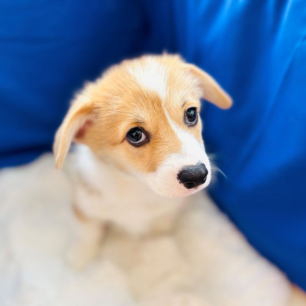 愛知県のウェルシュコーギーペンブローク (犬の家＆猫の里愛知刈谷店/2025年6月4日生まれ/男の子/セーブルホワイト)の子犬の2枚目の画像