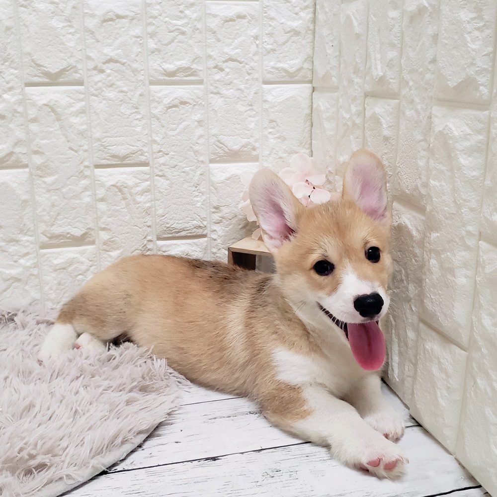 岡山県のウェルシュコーギーペンブローク (犬の家＆猫の里岡山店/2025年6月4日生まれ/男の子/セーブルホワイト)の子犬の2枚目の画像