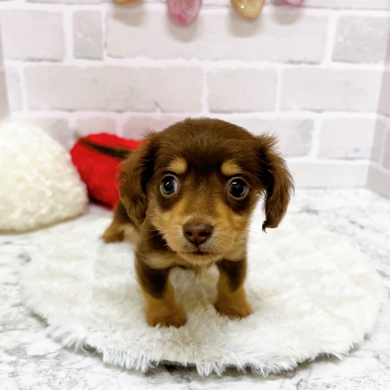 京都府のミニチュアダックスフンド(ロング) (犬の家＆猫の里京都精華店/2025年6月4日生まれ/女の子/チョコレートタン)の子犬の2枚目の画像