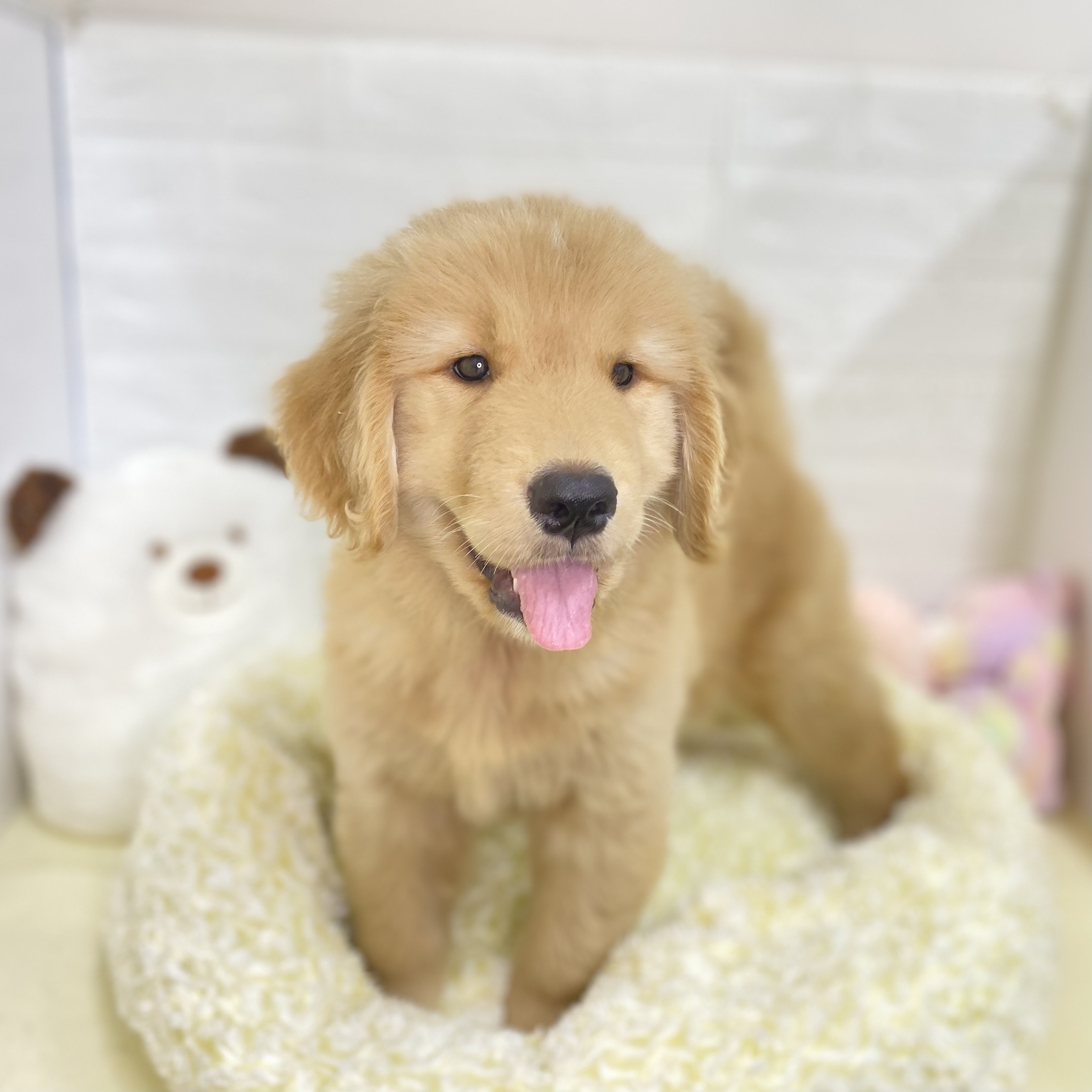 長野県のゴールデンレトリバー (犬の家＆猫の里長野店/2025年6月3日生まれ/男の子/ゴールデン)の子犬の2枚目の画像