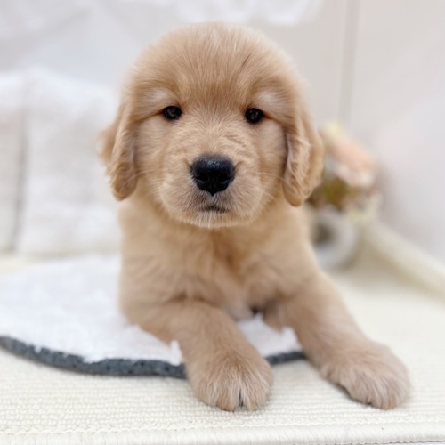 岐阜県のゴールデンレトリバー (犬の家＆猫の里カラフルタウン岐阜店/2025年6月3日生まれ/女の子/ゴールデン)の子犬の2枚目の画像