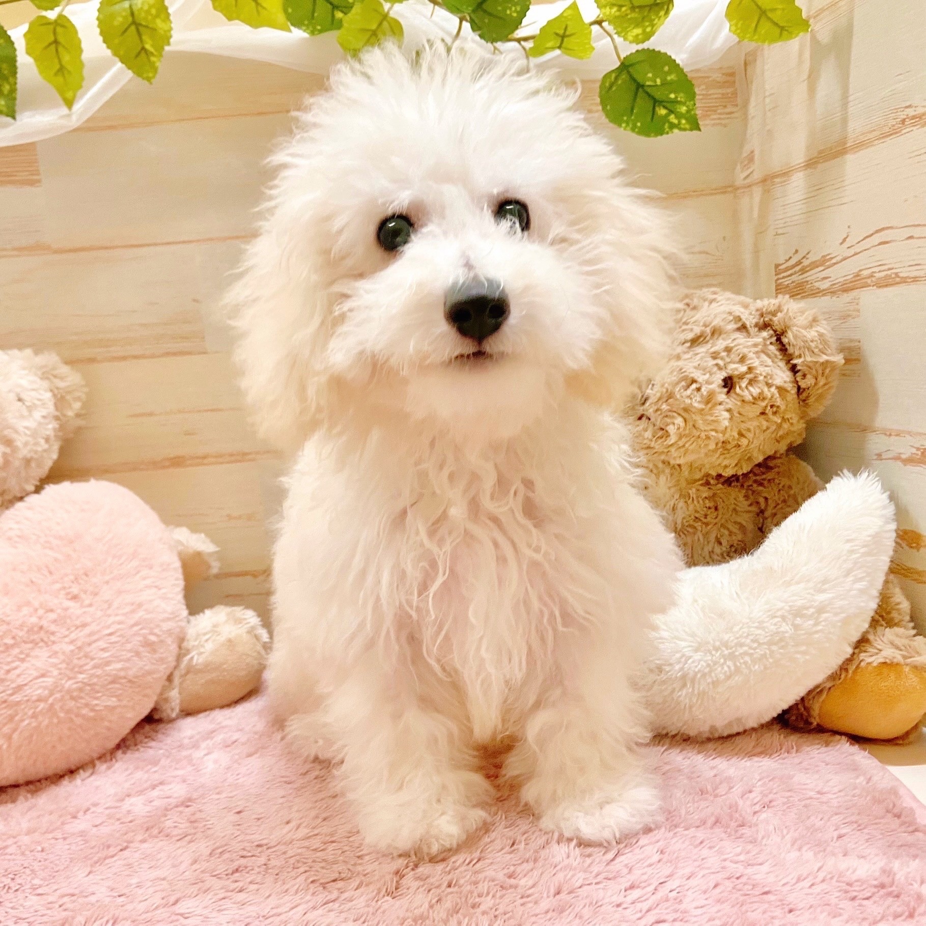 兵庫県のビションプー(ビションフリーゼ×プードル) (犬の家＆猫の里神戸店/2025年6月4日生まれ/男の子/ホワイト)の子犬の1枚目の画像