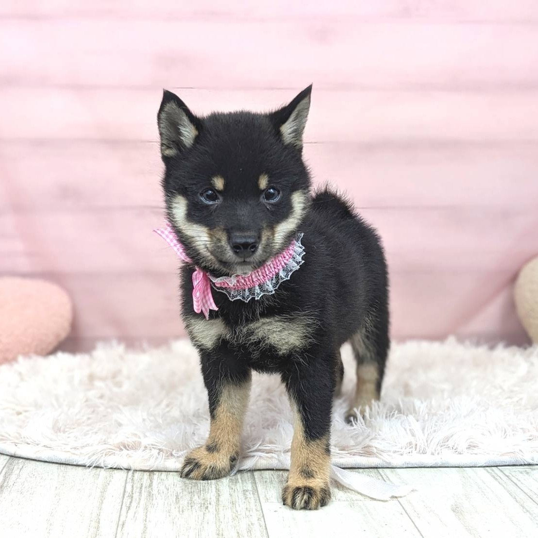 兵庫県の豆柴 (犬の家＆猫の里川西店/2025年6月5日生まれ/女の子/黒)の子犬の1枚目の画像