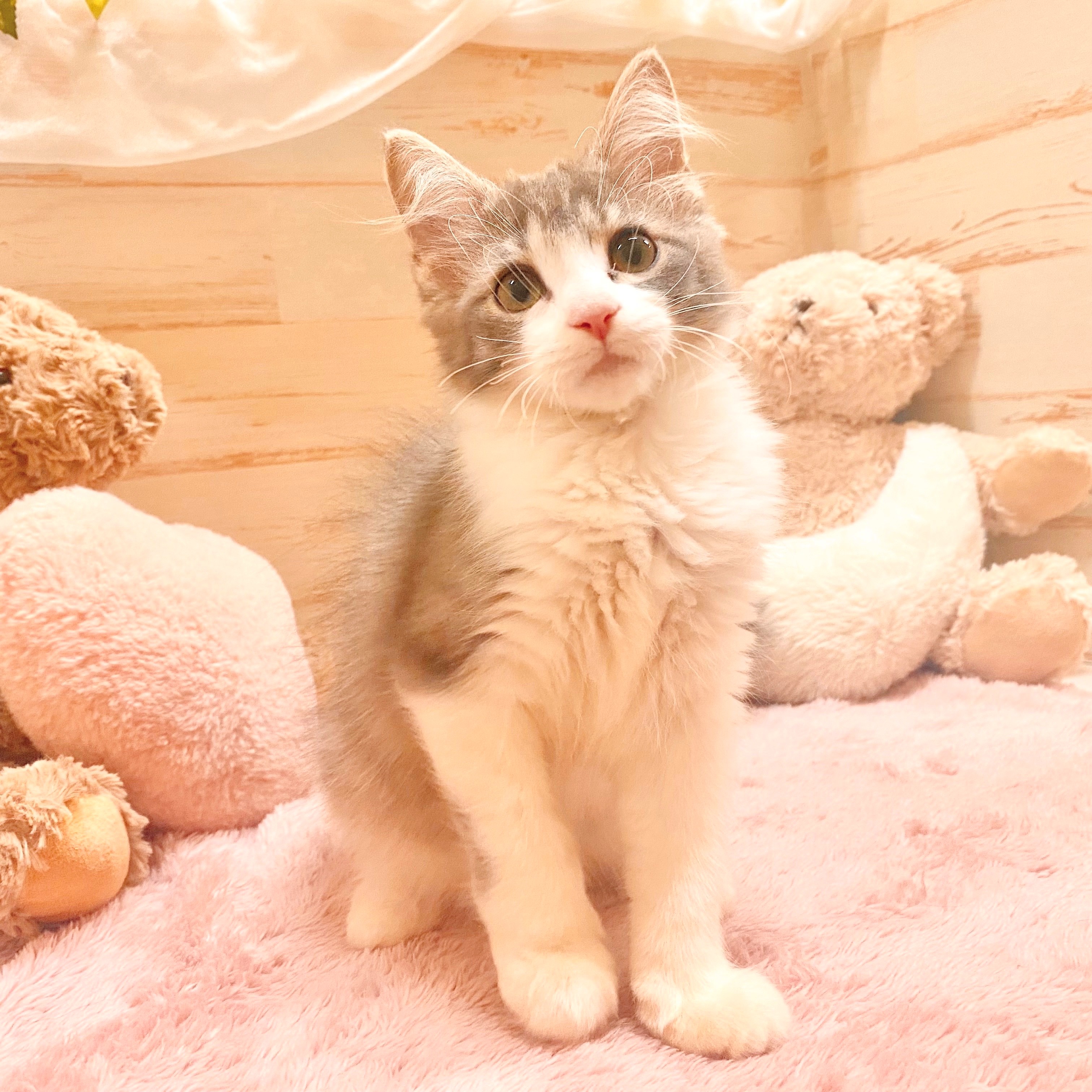 兵庫県のノルウェージャンフォレストキャット (犬の家＆猫の里神戸店/2025年6月5日生まれ/女の子/ブルータビーホワイト)の子猫の2枚目の画像