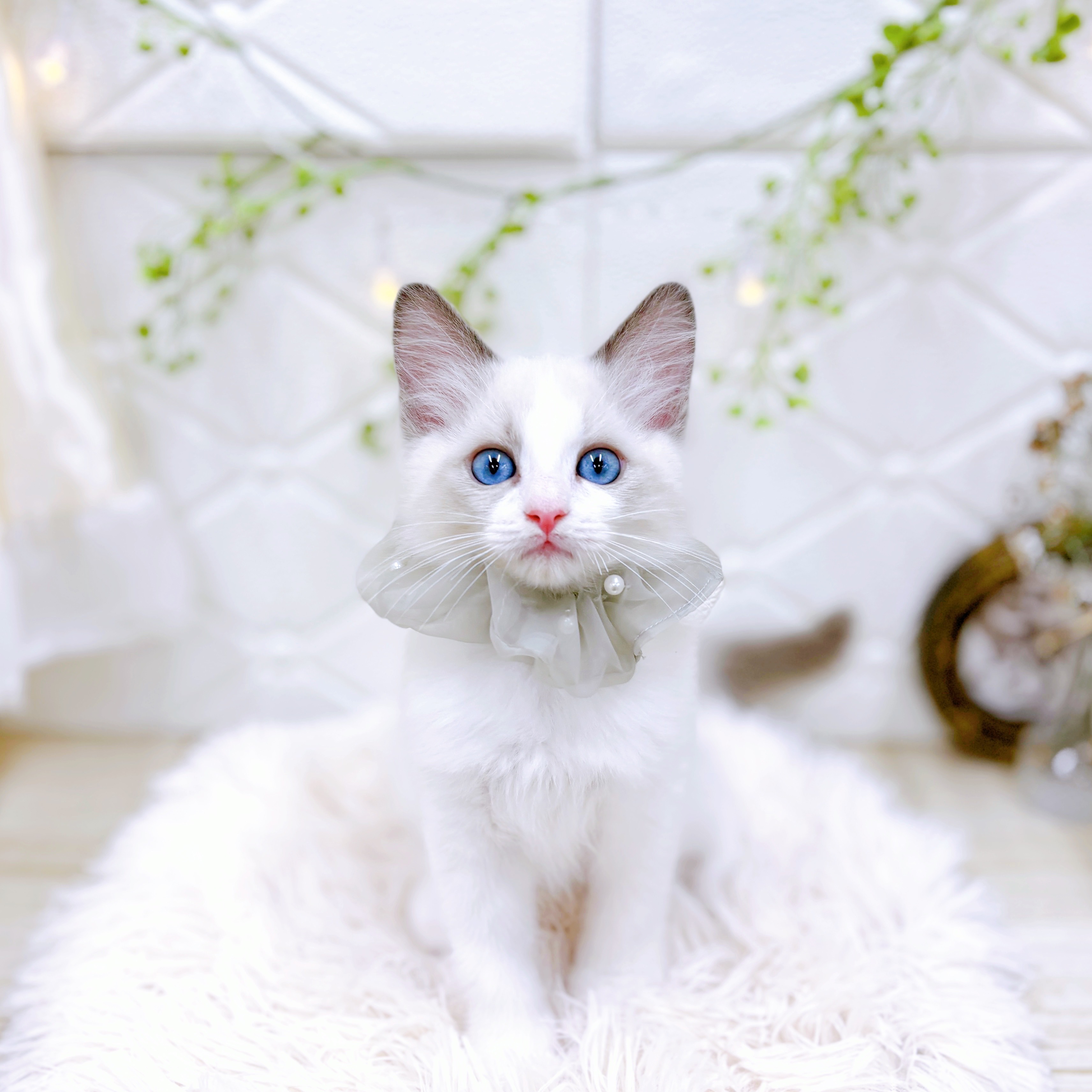 福井県のラグドール (犬の家＆猫の里アミーゴ福井店/2025年5月27日生まれ/男の子/ブルーポイントバイカラー)の子猫の1枚目の画像