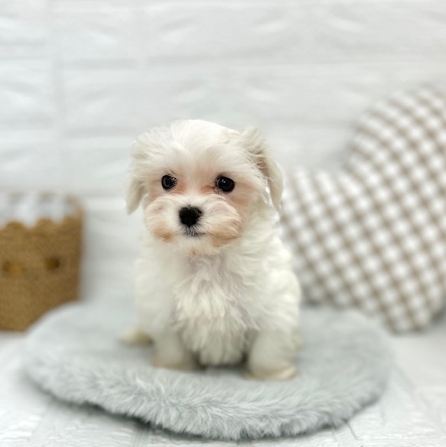 愛知県のマルチーズ (犬の家＆猫の里豊川インター店/2025年6月5日生まれ/男の子/ホワイト)の子犬の1枚目の画像