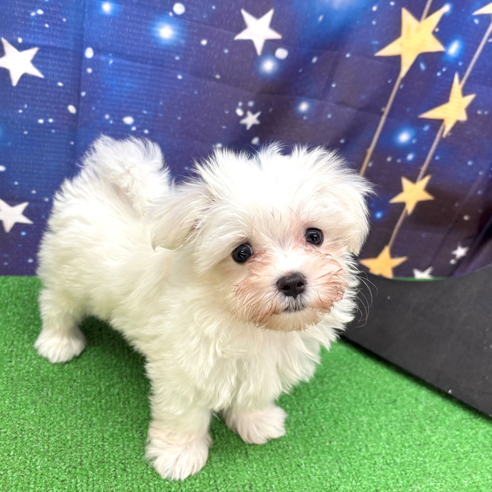 愛知県のマルチーズ (犬の家＆猫の里名古屋天白店/2025年6月5日生まれ/男の子/ホワイト)の子犬の2枚目の画像