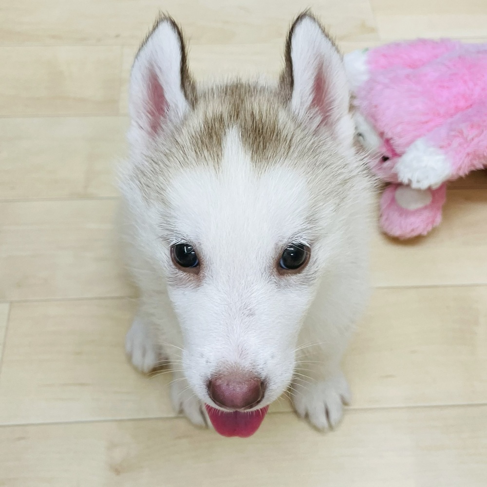 愛知県のシベリアンハスキー (犬の家＆猫の里七宝店/2025年6月7日生まれ/女の子/レッドホワイト)の子犬の2枚目の画像
