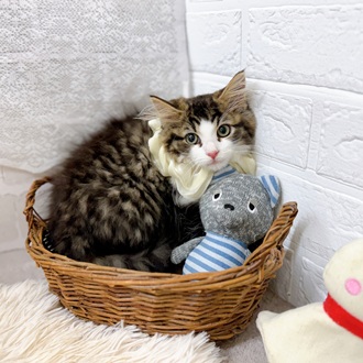 滋賀県のノルウェージャンフォレストキャット (犬の家＆猫の里長浜店/2025年5月2日生まれ/男の子/ブラウンタビーホワイト)の子猫の2枚目の画像