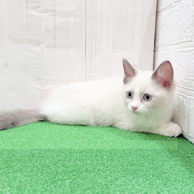 三重県のラグドール (犬の家＆猫の里三重桑名店/2025年5月21日生まれ/男の子/ブルーポイントバイカラー)の子猫の1枚目の画像