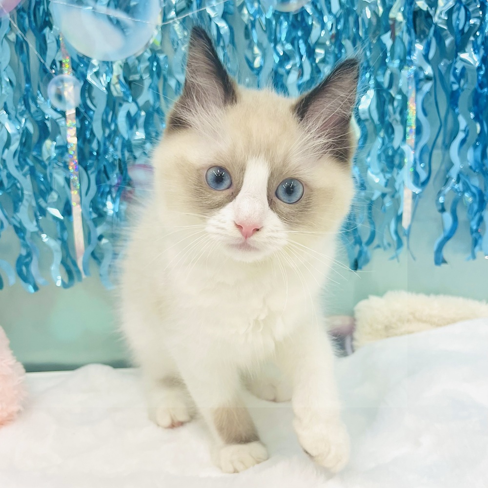 愛知県のラグドール (犬の家＆猫の里エアポートウォーク店/2025年5月21日生まれ/女の子/シールポイントバイカラー)の子猫