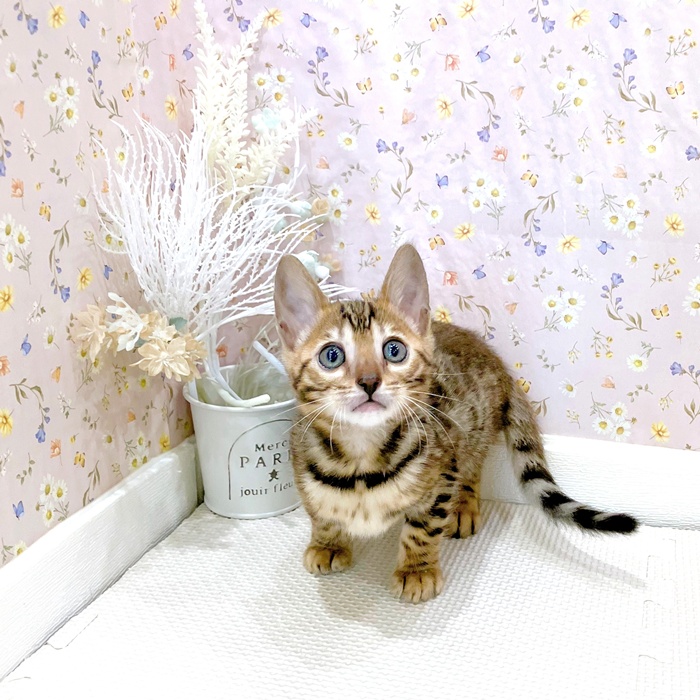石川県のベンガル (犬の家＆猫の里金沢店/2025年6月6日生まれ/女の子/ブラウンスポットタビー)の子猫の2枚目の画像