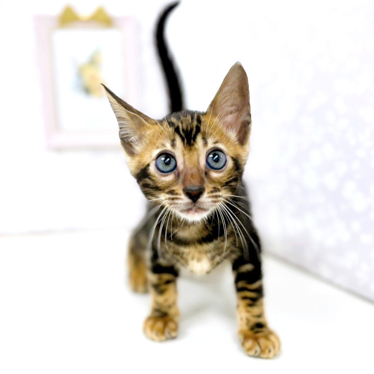 富山県のベンガル (犬の家＆猫の里アミーゴ高岡蓮花寺店/2025年6月6日生まれ/男の子/ブラウンマーブルタビー)の子猫の1枚目の画像