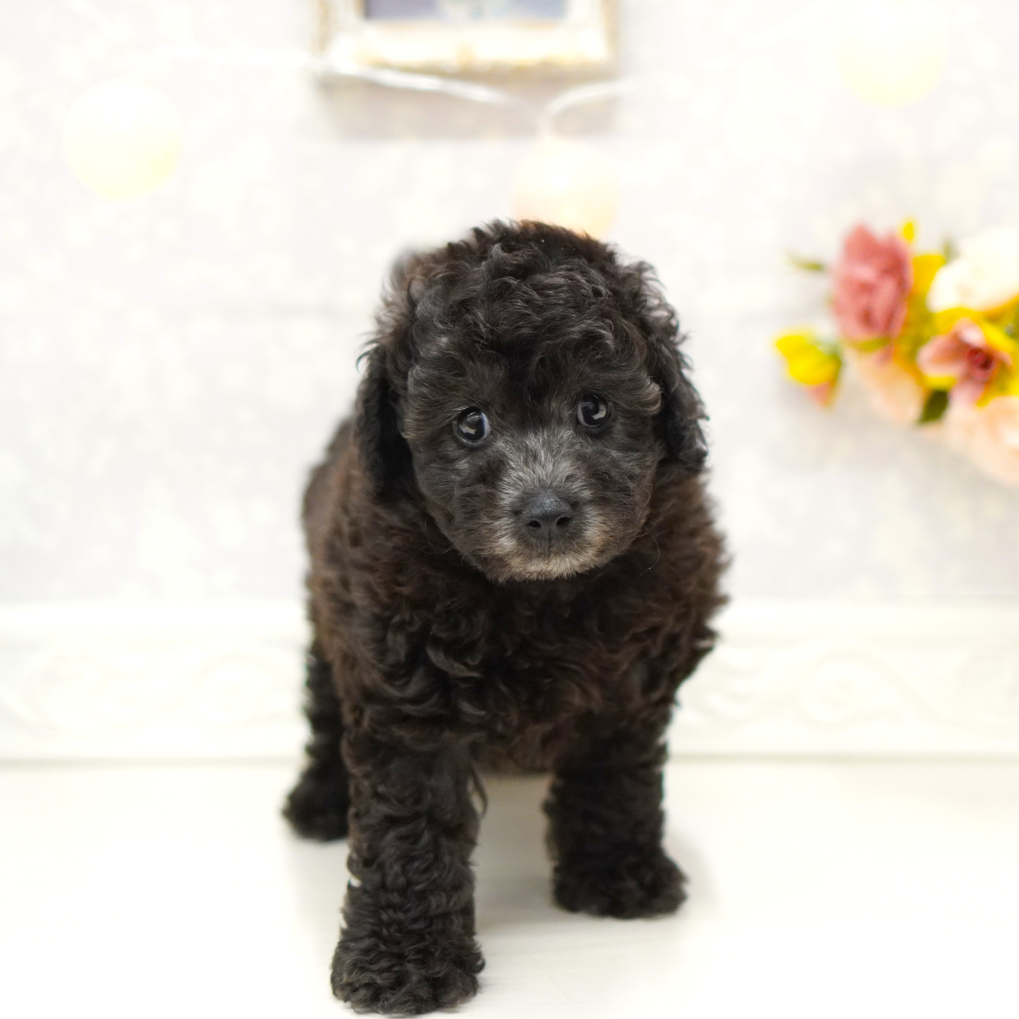 富山県のトイプードル(トイ) (犬の家＆猫の里アミーゴ山室店/2025年6月6日生まれ/男の子/シルバー)の子犬