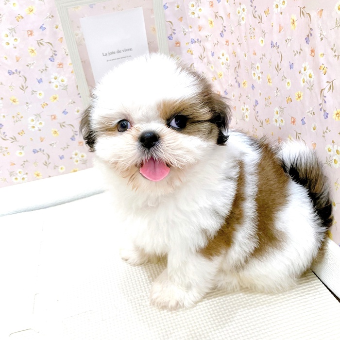 石川県のシーズー (犬の家＆猫の里金沢店/2025年6月6日生まれ/女の子/ゴールドホワイト)の子犬の2枚目の画像