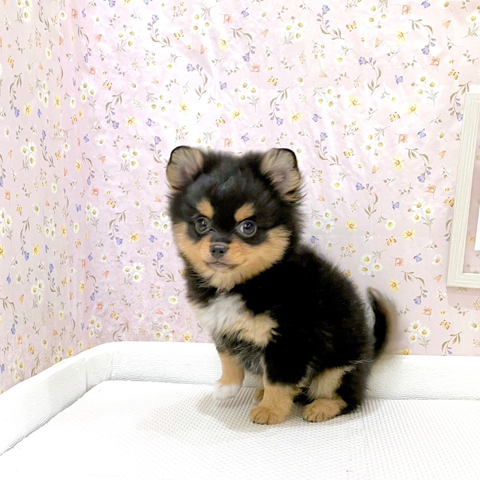 石川県のポメチワ/チワポメ/ポメチー(ポメラニアン×チワワ) (犬の家＆猫の里金沢店/2025年6月3日生まれ/男の子/ブラックタン)の子犬の2枚目の画像