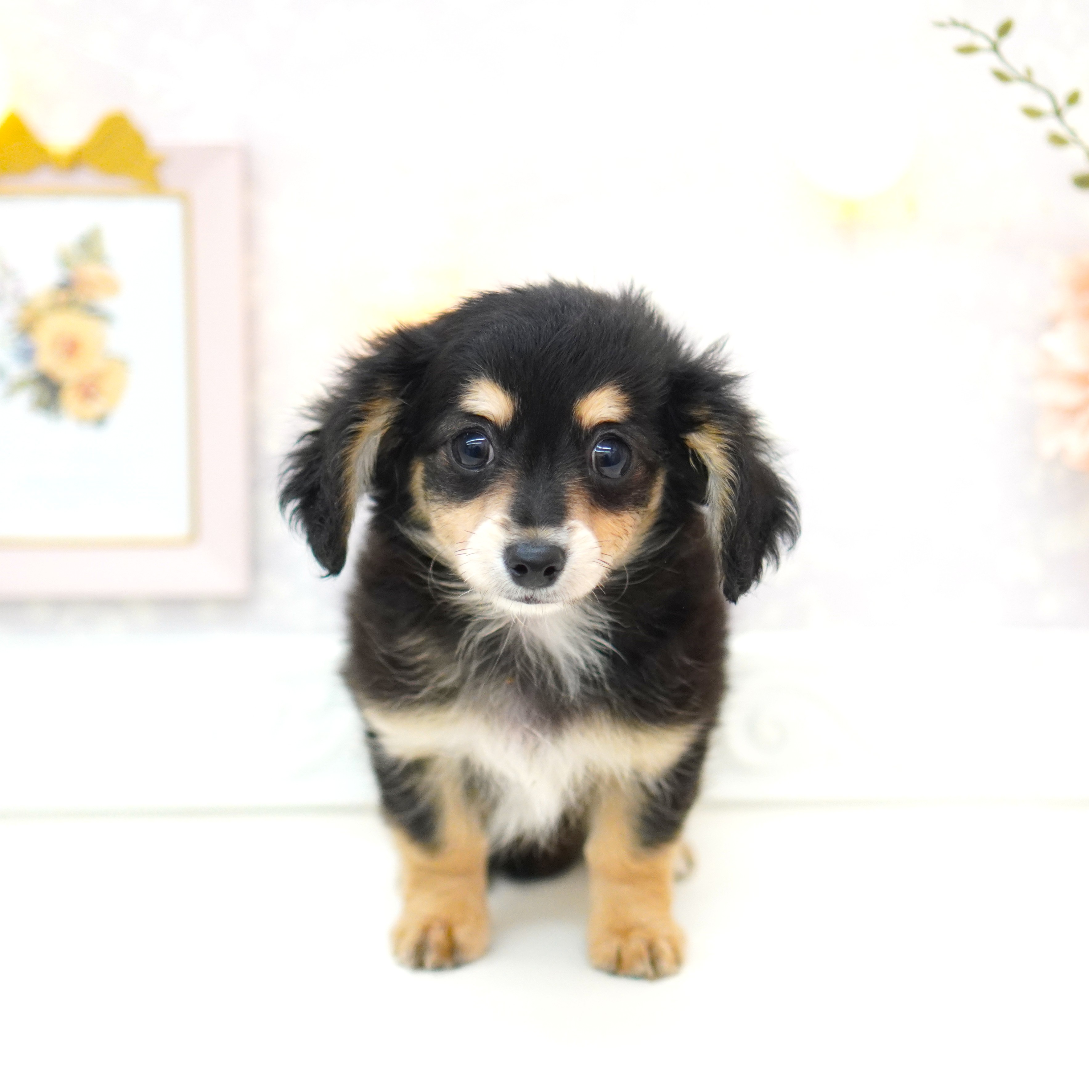 富山県のチワックス(チワワ×ダックス) (犬の家＆猫の里富山店/2025年6月7日生まれ/男の子/ブラックタン)の子犬