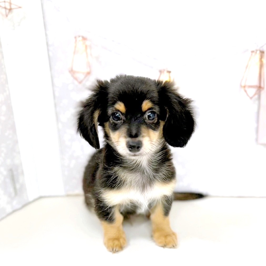 富山県のチワックス(チワワ×ダックス) (犬の家＆猫の里アミーゴ高岡蓮花寺店/2025年6月7日生まれ/男の子/ブラックタン)の子犬の1枚目の画像