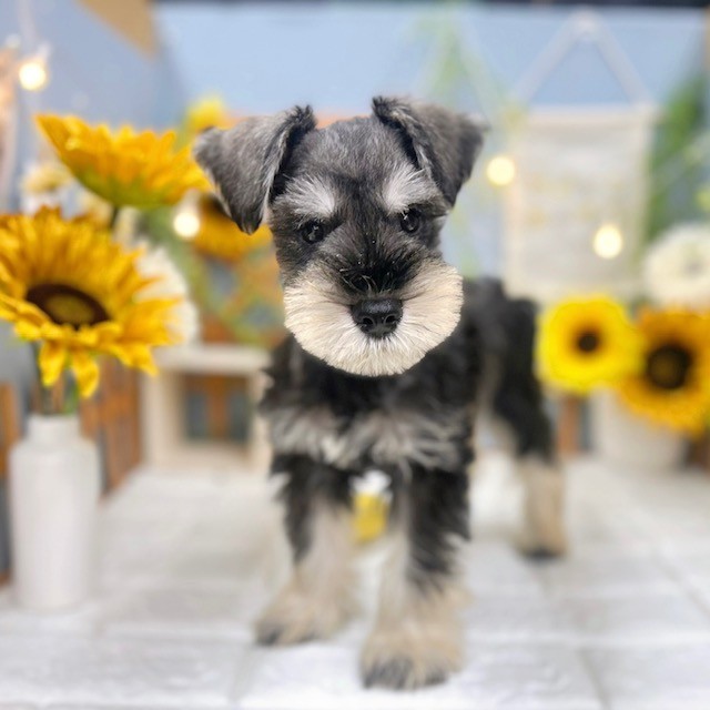 千葉県のミニチュアシュナウザー (犬の家＆猫の里ワンズモール稲毛店/2025年6月5日生まれ/男の子/ソルトペッパー)の子犬