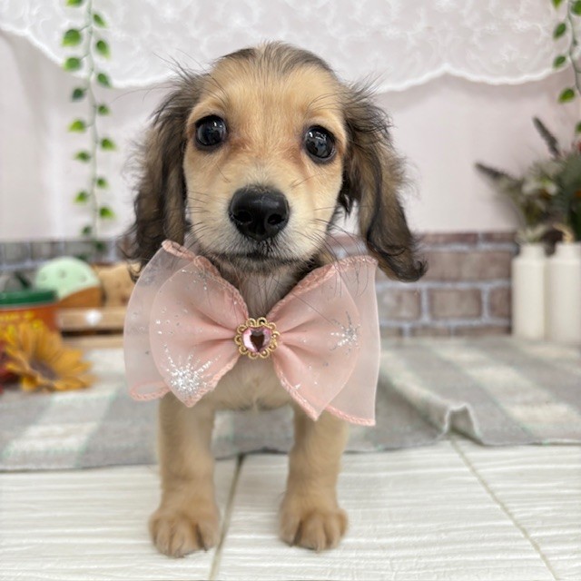 愛知県のミニチュアダックスフンド(ロング) (犬の家＆猫の里碧南店/2025年6月5日生まれ/女の子/シェーデットイエロー)の子犬の2枚目の画像