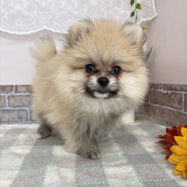 愛知県のポメラニアン (犬の家＆猫の里碧南店/2025年6月5日生まれ/男の子/クリームセーブル)の子犬の2枚目の画像