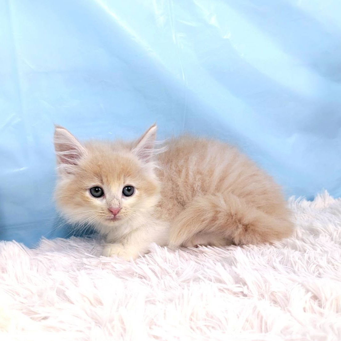 兵庫県のノルウェージャンフォレストキャット (犬の家＆猫の里川西店/2025年6月5日生まれ/男の子/クリームホワイト)の子猫の2枚目の画像