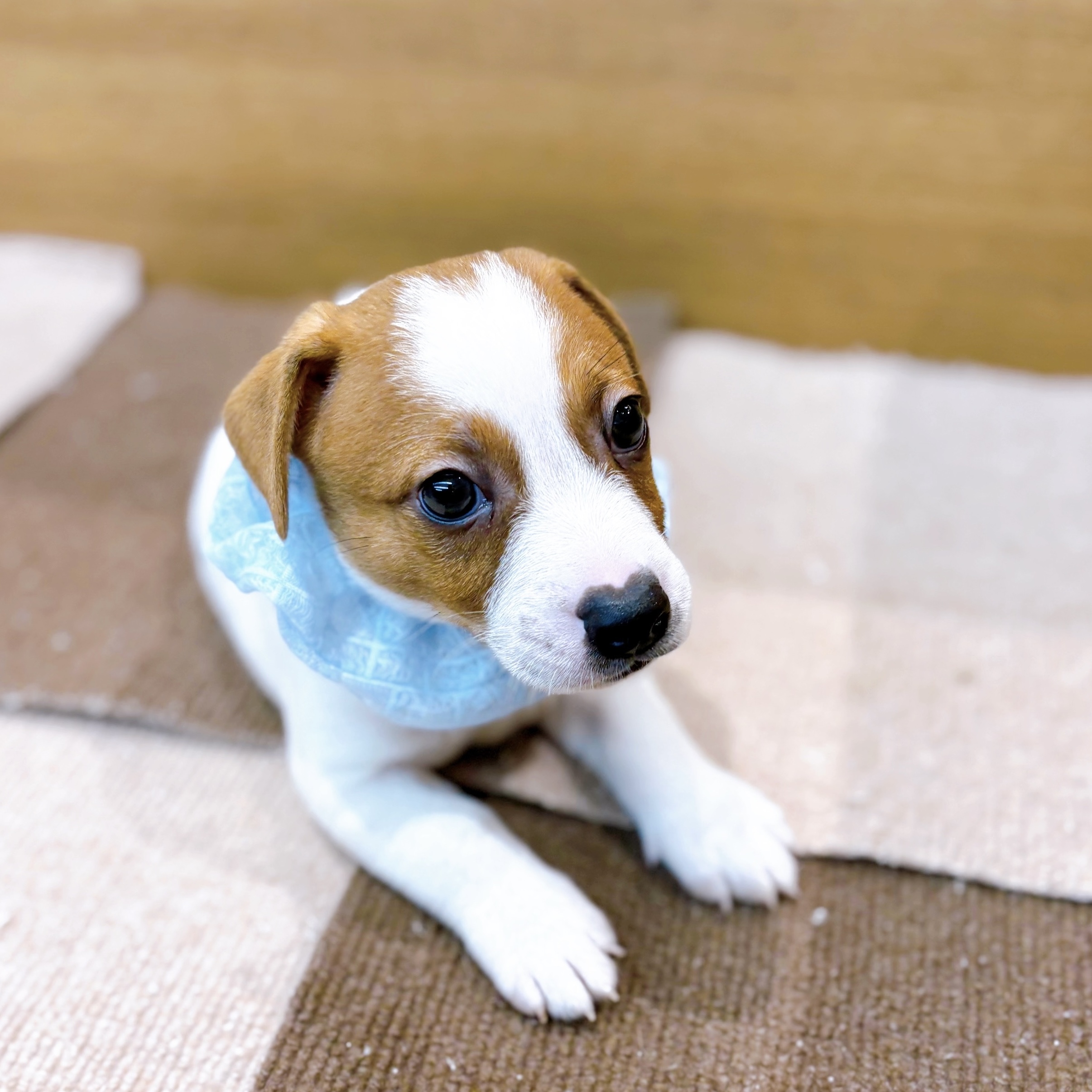 岡山県のジャックラッセルテリア (犬の家＆猫の里倉敷店/2025年6月8日生まれ/男の子/ホワイトタン)の子犬の1枚目の画像