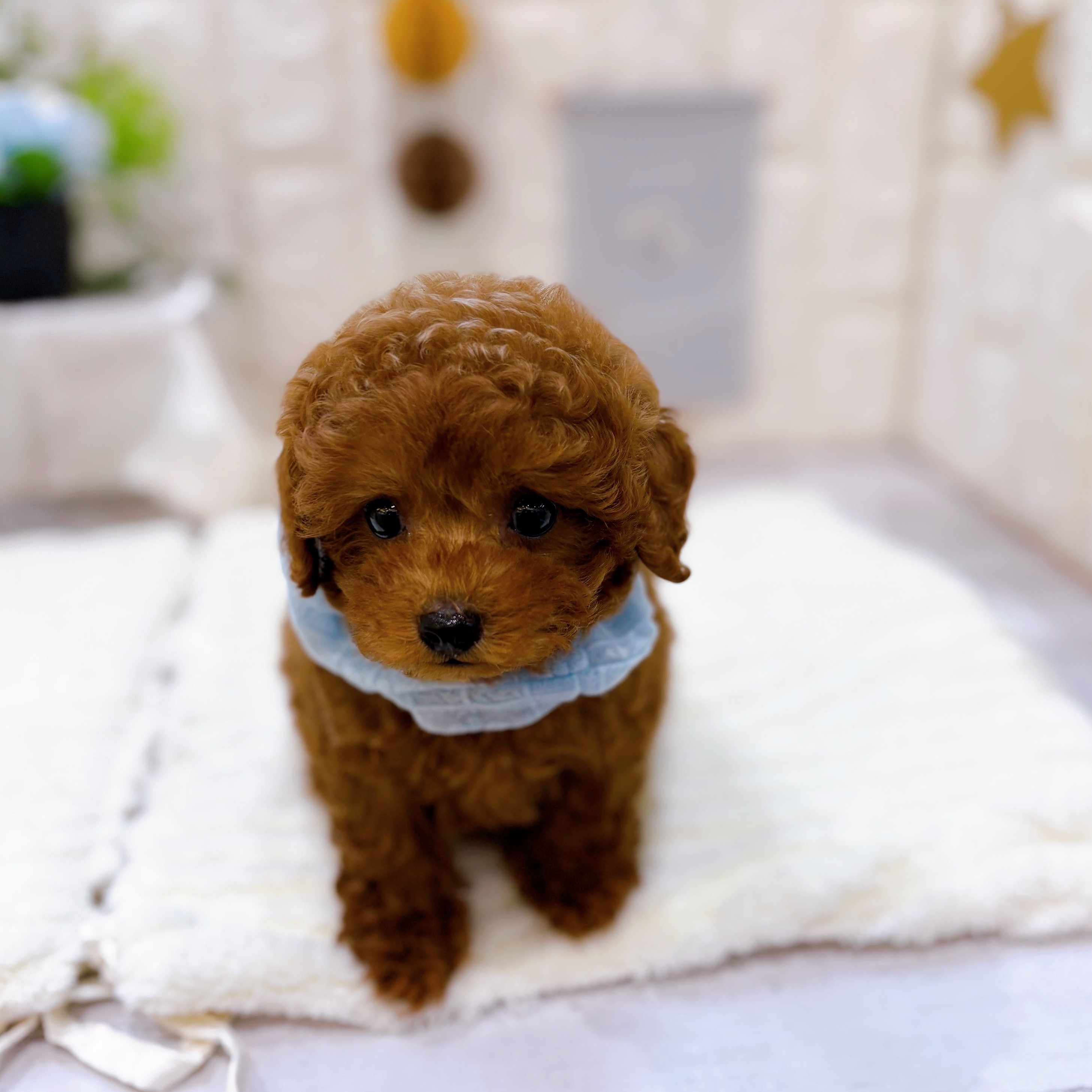 岡山県のトイプードル(トイ) (犬の家＆猫の里倉敷店/2025年6月5日生まれ/男の子/レッド)の子犬の2枚目の画像