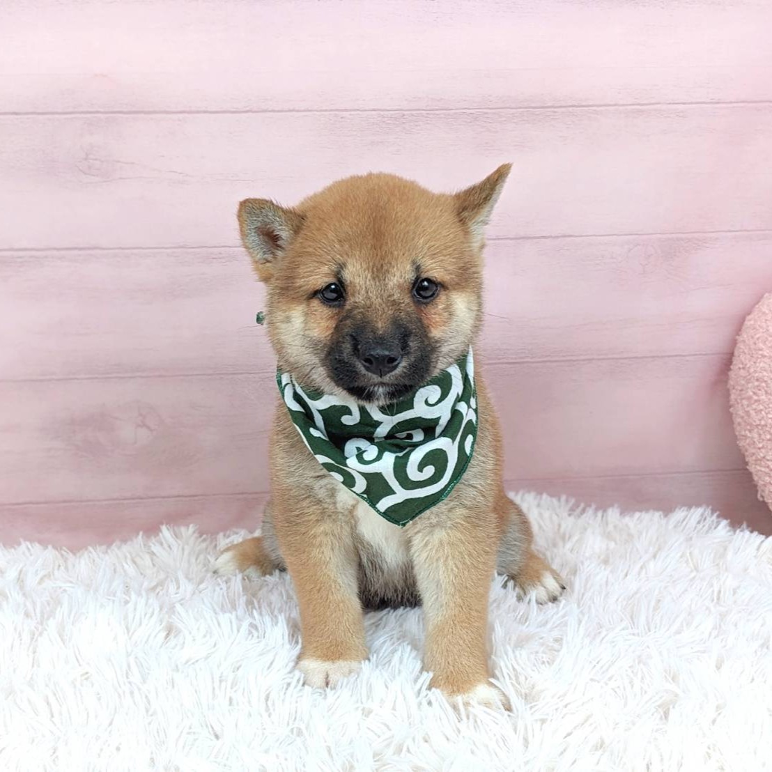 兵庫県の柴犬(標準サイズ) (犬の家＆猫の里川西店/2025年6月8日生まれ/女の子/赤)の子犬の1枚目の画像
