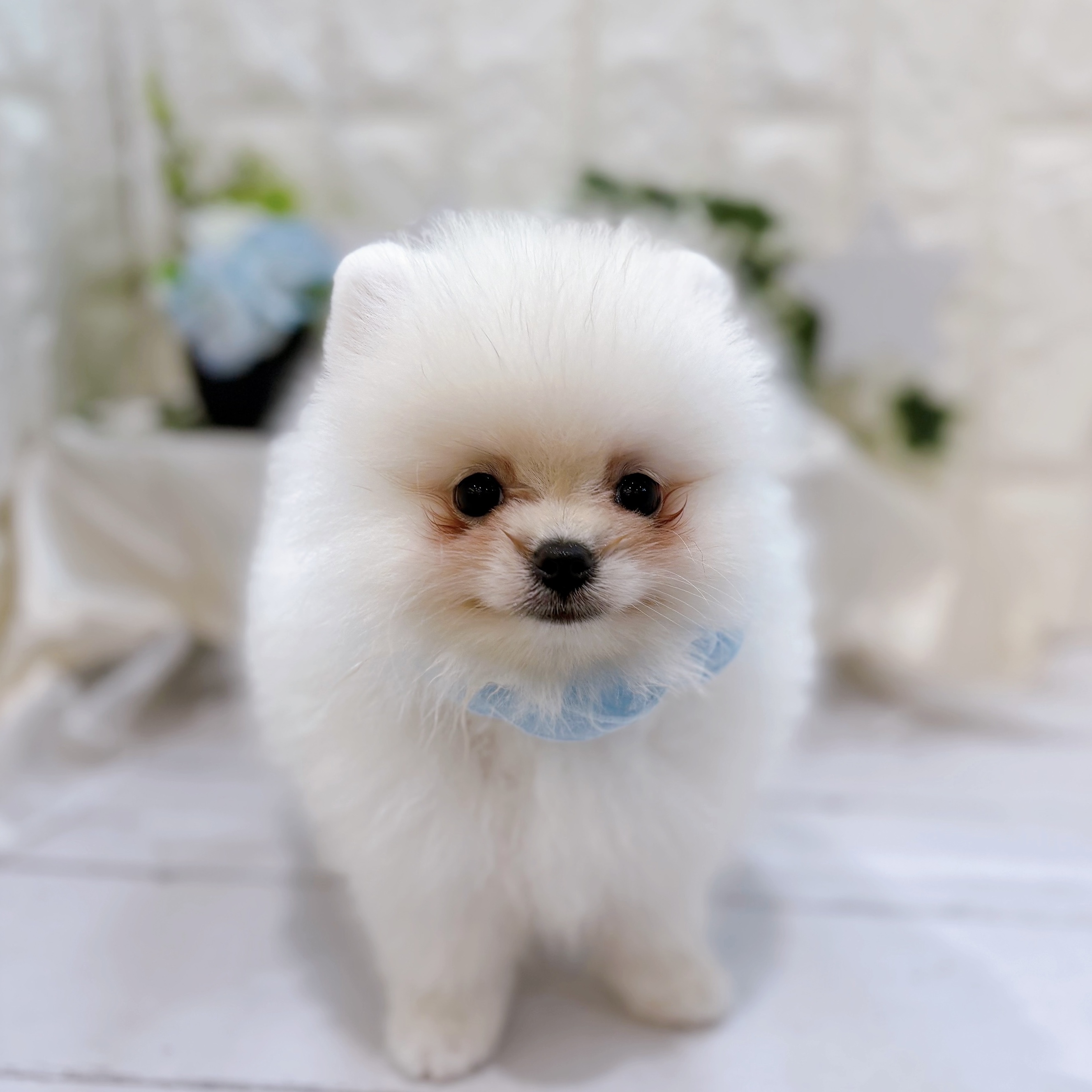 岡山県のポメラニアン (犬の家＆猫の里倉敷店/2025年6月4日生まれ/男の子/ホワイト)の子犬の2枚目の画像