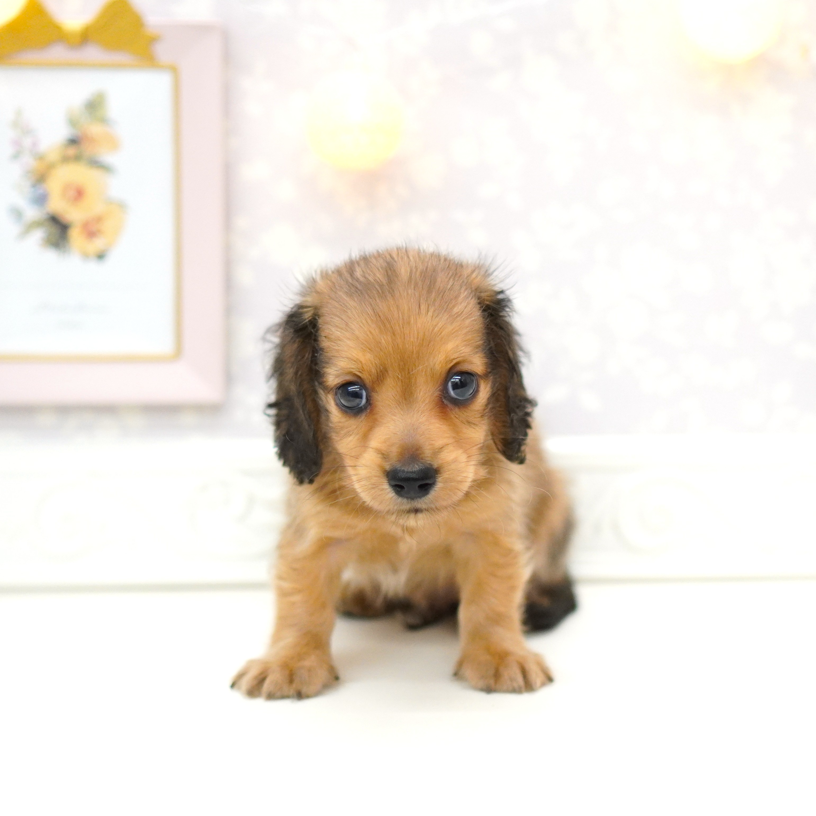 富山県のミニチュアダックスフンド(ロング) (犬の家＆猫の里富山店/2025年6月7日生まれ/男の子/シェーデットイエロー)の子犬