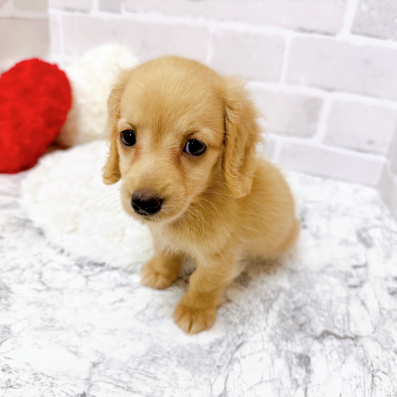京都府のミニチュアダックスフンド(ロング) (犬の家＆猫の里京都精華店/2025年6月7日生まれ/女の子/イエロー)の子犬の2枚目の画像