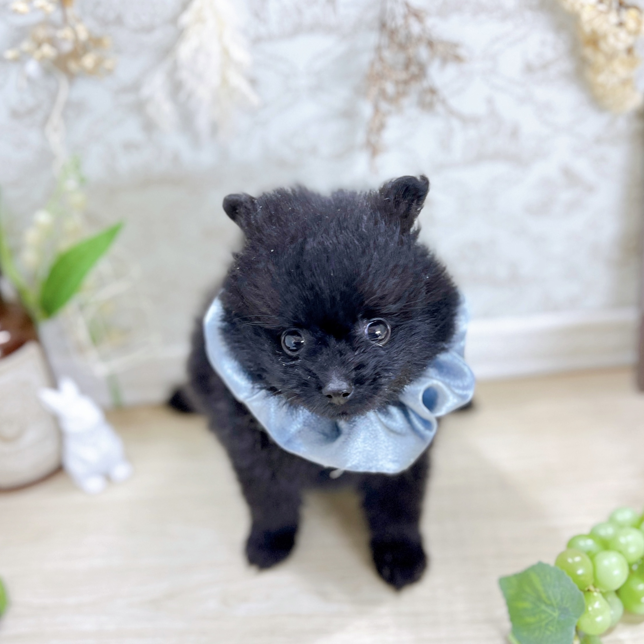 福井県のポメラニアン (犬の家＆猫の里アミーゴ福井大和田店/2025年6月7日生まれ/男の子/ブラック)の子犬の2枚目の画像