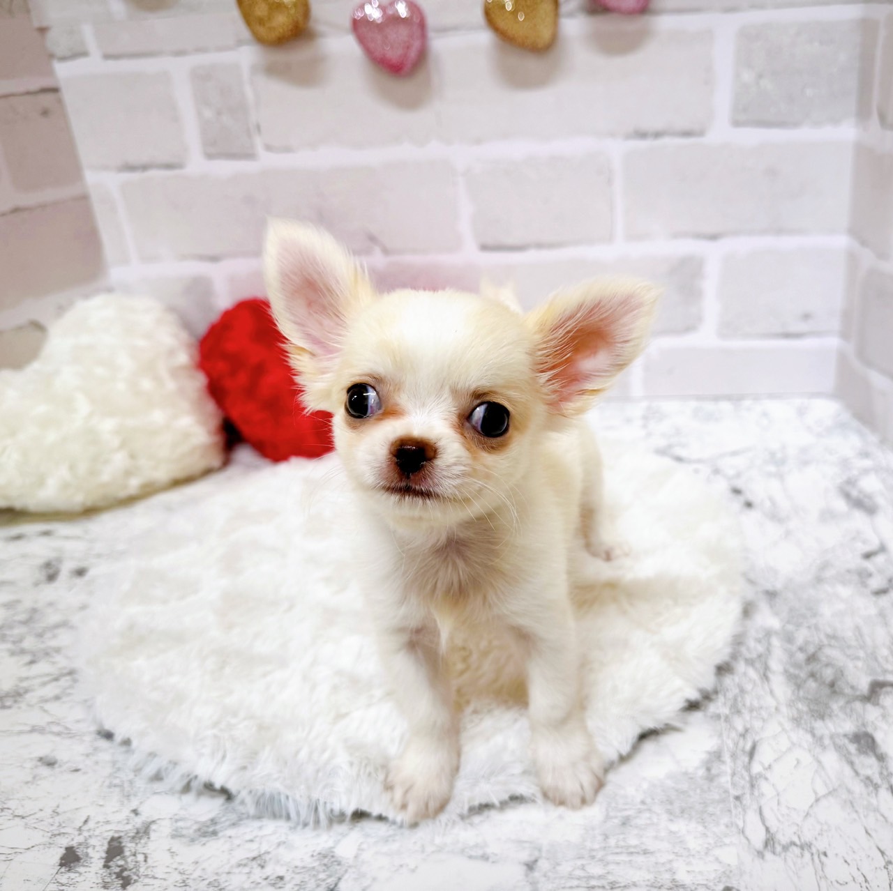 京都府のチワワ(ロング) (犬の家＆猫の里京都精華店/2025年6月7日生まれ/女の子/クリーム)の子犬の2枚目の画像