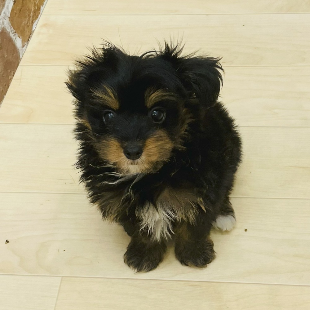 愛知県のパピプー(パピヨン×プードル) (犬の家＆猫の里七宝店/2025年6月6日生まれ/男の子/ブラックレッド)の子犬の2枚目の画像