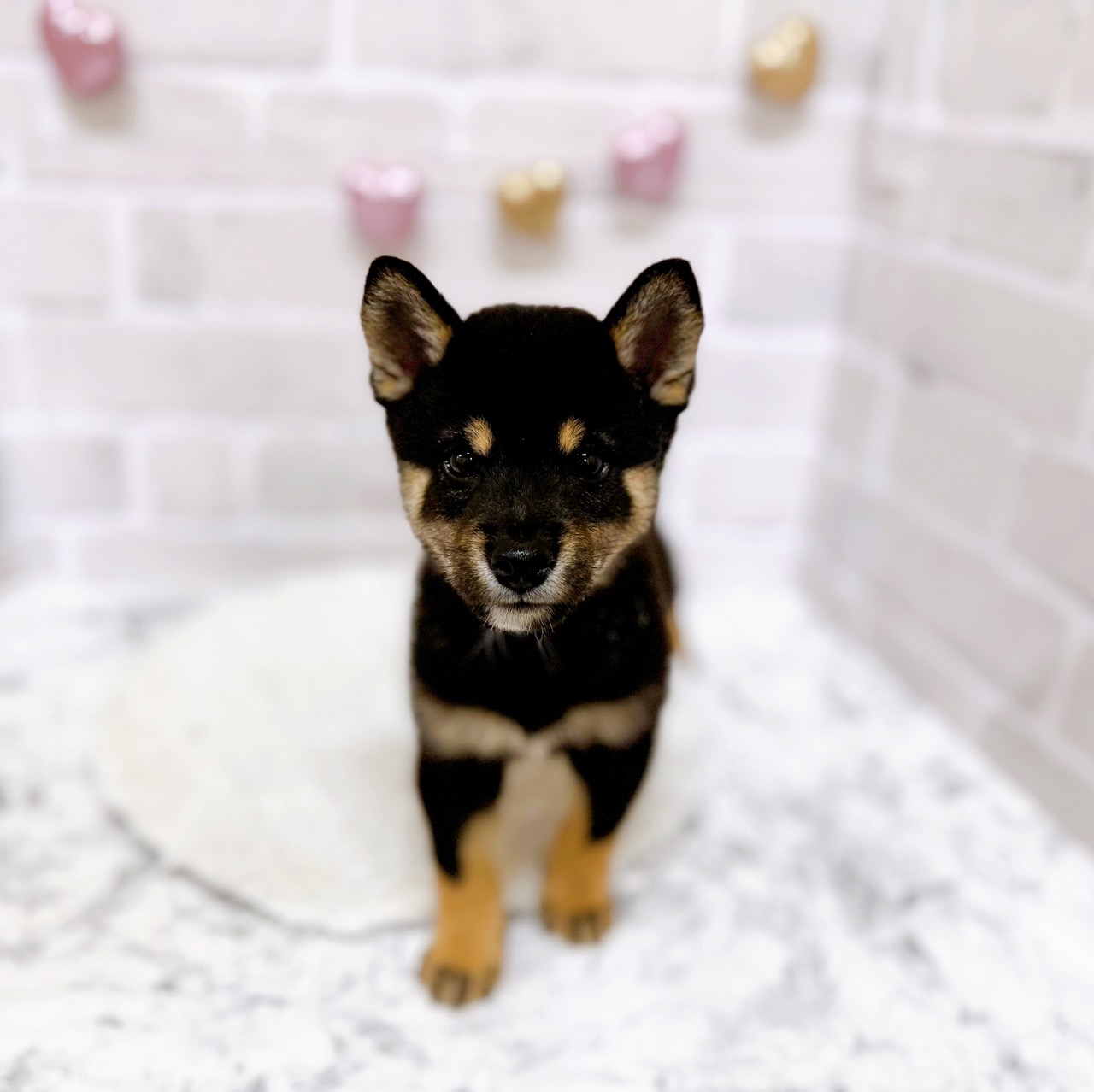 京都府の豆柴 (犬の家＆猫の里京都精華店/2025年6月7日生まれ/男の子/黒)の子犬の1枚目の画像