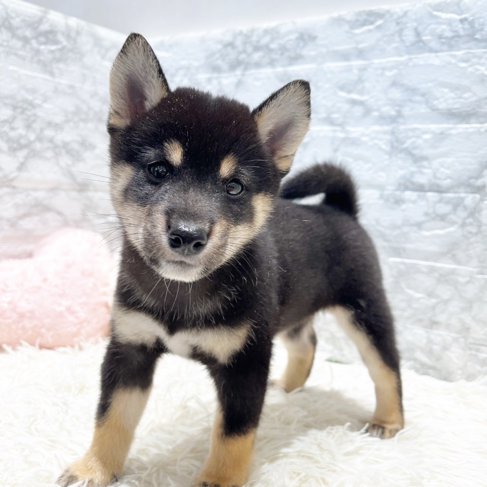 愛知県の豆柴 (犬の家＆猫の里MiO香久山店/2025年6月7日生まれ/女の子/黒)の子犬の2枚目の画像