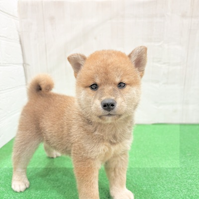 三重県の柴犬(標準サイズ) (犬の家＆猫の里三重桑名店/2025年6月10日生まれ/男の子/赤)の子犬の1枚目の画像