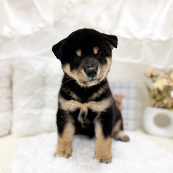 岐阜県の柴犬(標準サイズ) (犬の家＆猫の里カラフルタウン岐阜店/2025年6月10日生まれ/男の子/黒)の子犬の1枚目の画像