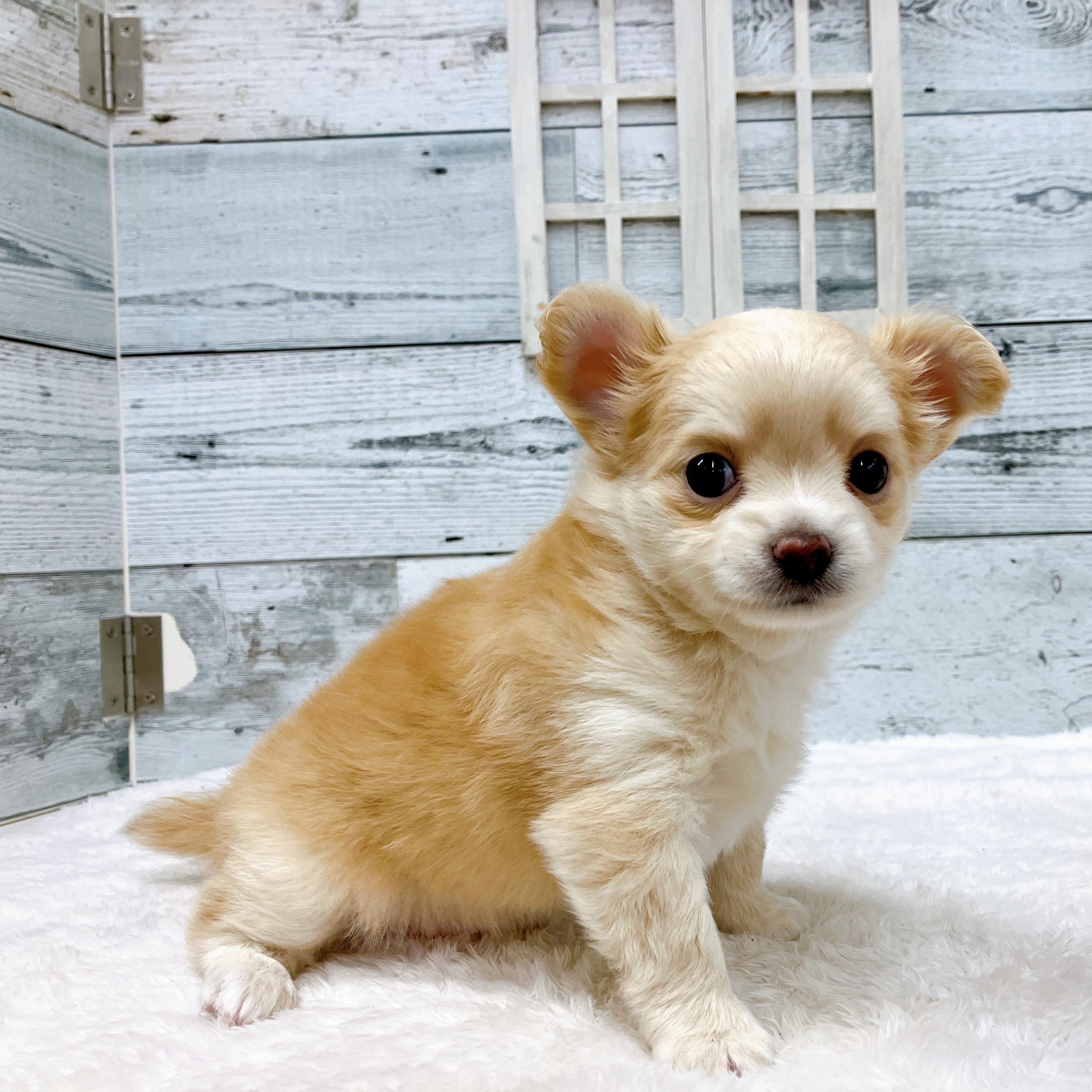 石川県のチワワ(ロング) (犬の家＆猫の里アミーゴ金沢おこばた店/2025年6月7日生まれ/男の子/クリーム)の子犬の2枚目の画像