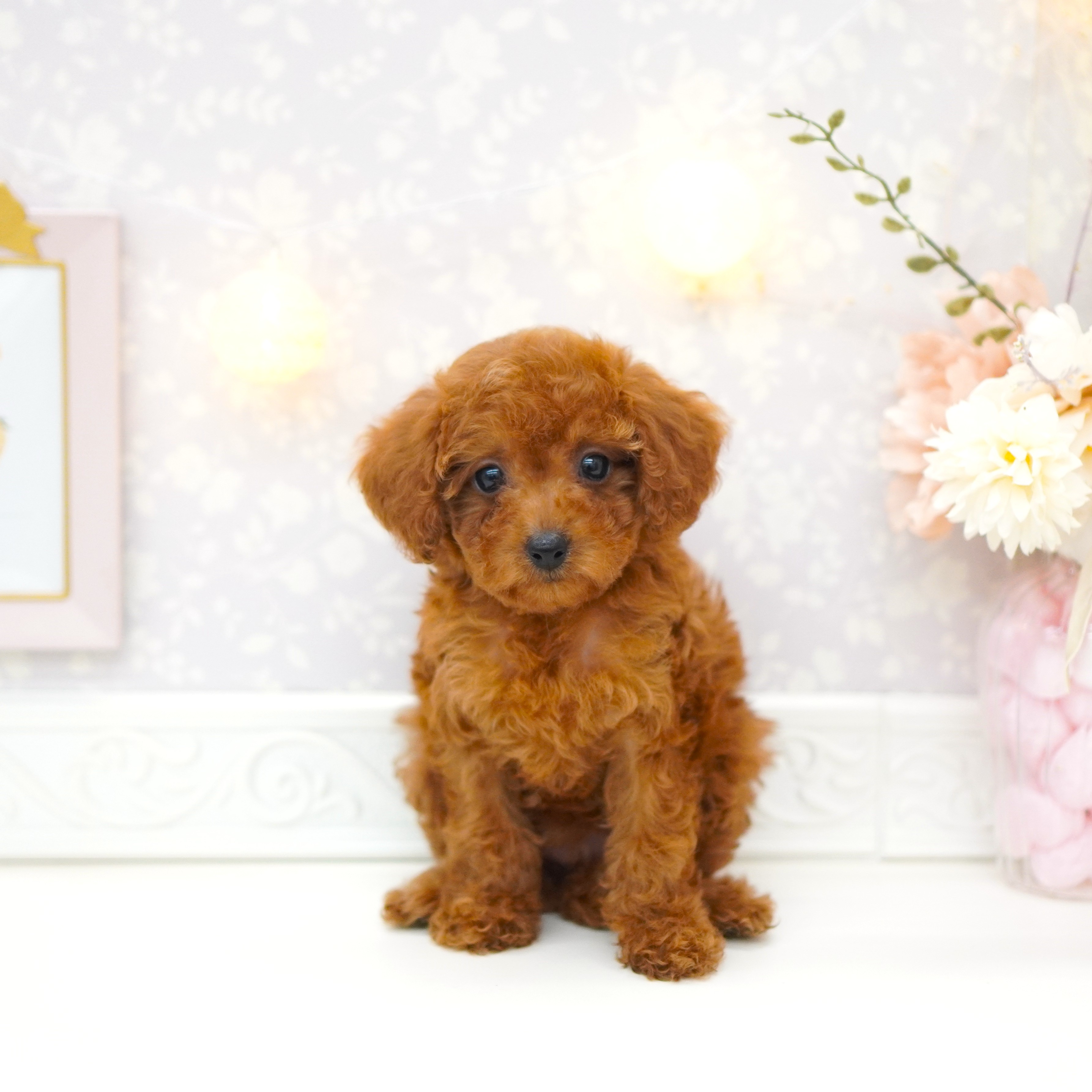 富山県のトイプードル(トイ) (犬の家＆猫の里富山店/2025年6月8日生まれ/女の子/レッド)の子犬