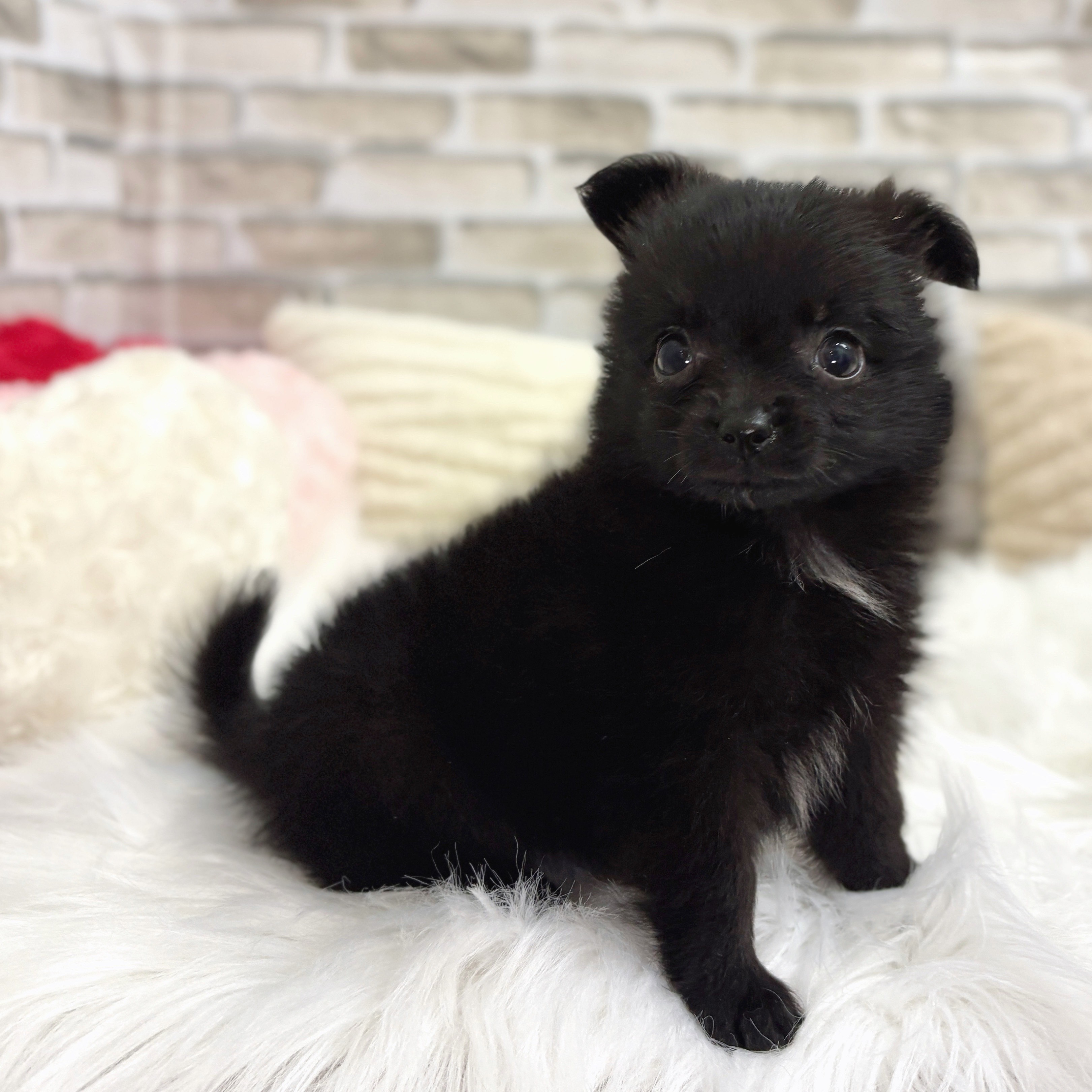 ハーフ犬の写真