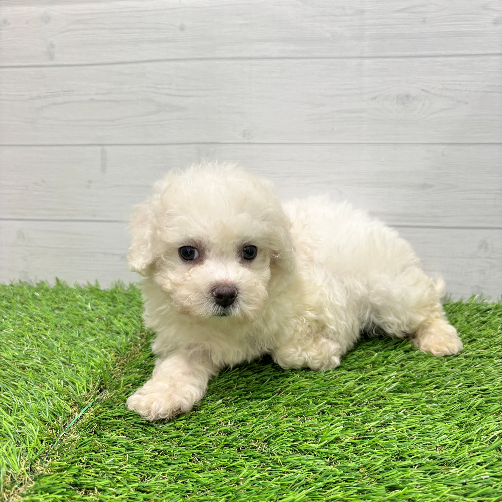 愛知県のビションフリーゼ (犬の家＆猫の里豊田店/2025年6月10日生まれ/男の子/ホワイト)の子犬の2枚目の画像