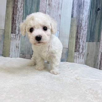 静岡県のビションフリーゼ (犬の家＆猫の里マークイズ静岡店/2025年6月9日生まれ/女の子/ホワイト)の子犬の2枚目の画像