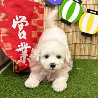 神奈川県のビションフリーゼ (犬の家＆猫の里小田原店/2025年6月8日生まれ/男の子/ホワイト)の子犬の2枚目の画像