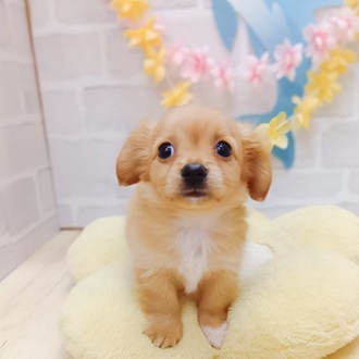 静岡県のチワックス(チワワ×ダックス) (犬の家＆猫の里プレ葉ウォーク浜北店/2025年6月10日生まれ/男の子/ゴールド)の子犬の2枚目の画像