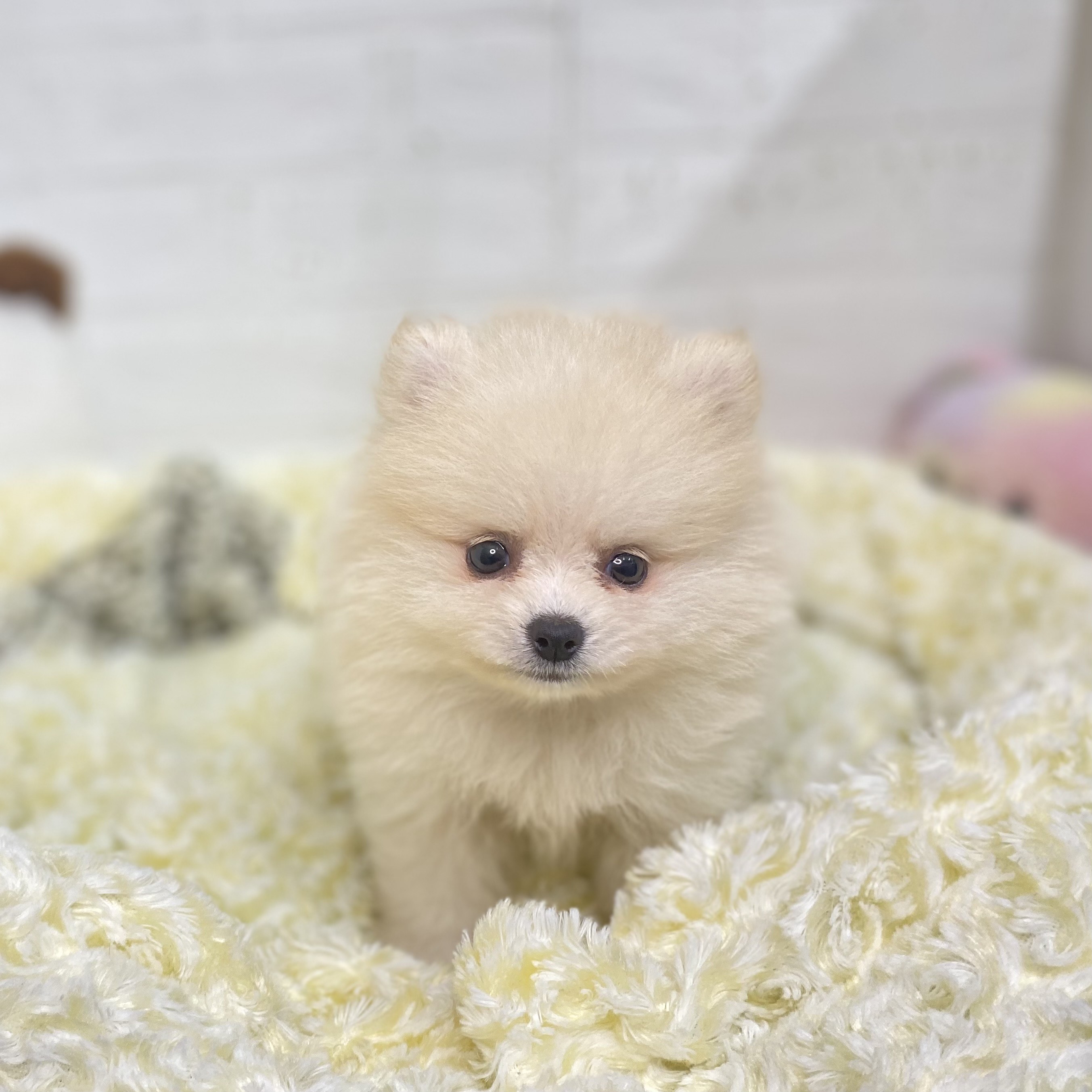 長野県のポメラニアン (犬の家＆猫の里長野店/2025年6月4日生まれ/女の子/クリーム)の子犬の2枚目の画像