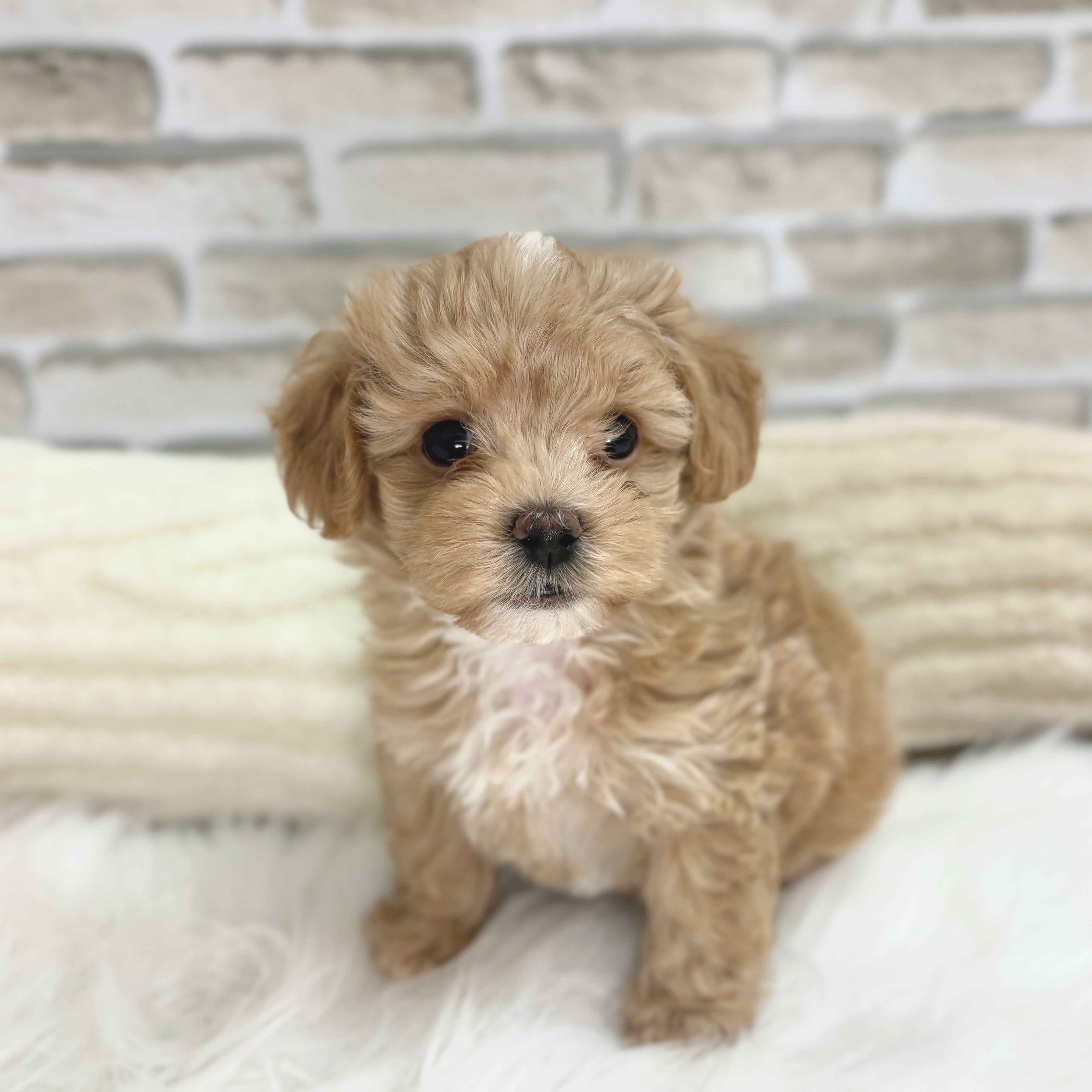 神奈川県のマルプー(マルチーズ×プードル) (犬の家＆猫の里モザイクモール港北店/2025年6月9日生まれ/男の子/アプリコット)の子犬の2枚目の画像