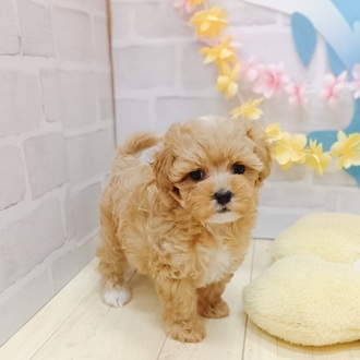 静岡県のマルプー(マルチーズ×プードル) (犬の家＆猫の里プレ葉ウォーク浜北店/2025年6月9日生まれ/女の子/アプリコット)の子犬の2枚目の画像